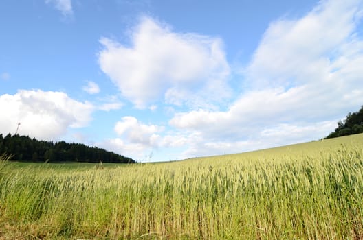 grain field