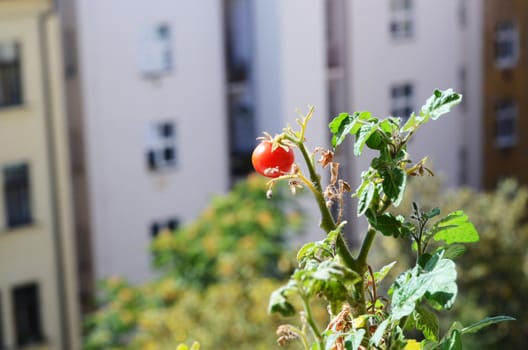 tomato