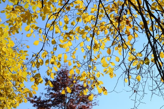 autumn