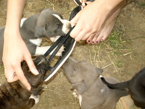 Very cute sisters and brother puppies stafford