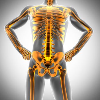 human bones radiography scan. x-ray  image