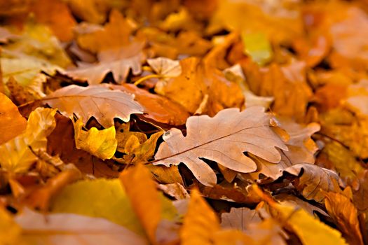 Fallen leaves on the ground