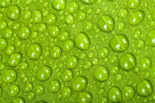 macro water drops on green plant leaf for natural background, wallpaper or backdrop use