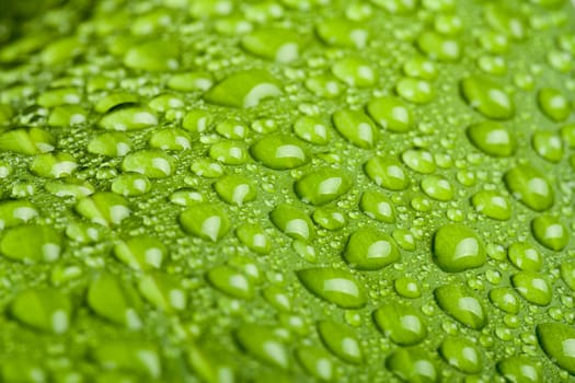 macro water drops on green plant leaf for natural background, wallpaper or backdrop use