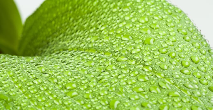 macro water drops on green plant leaf for natural background, wallpaper or backdrop use