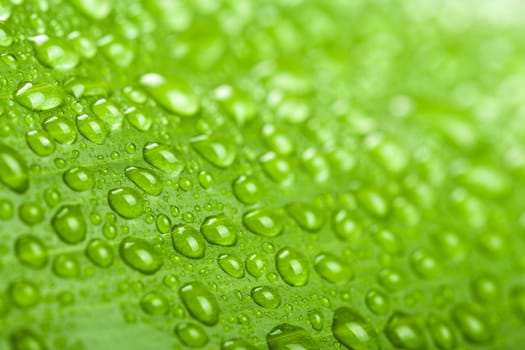 macro water drops on green plant leaf for natural background, wallpaper or backdrop use