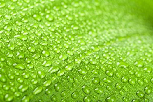 macro water drops on green plant leaf for natural background, wallpaper or backdrop use