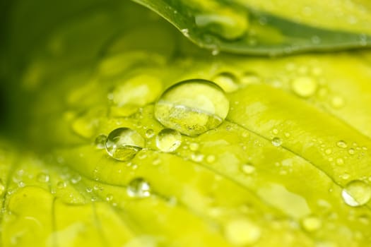 macro water drops on green plant leaf for natural background, wallpaper or backdrop use
