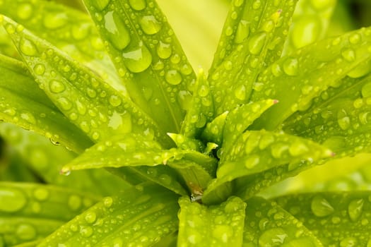 macro water drops on green plant leaf for natural background, wallpaper or backdrop use