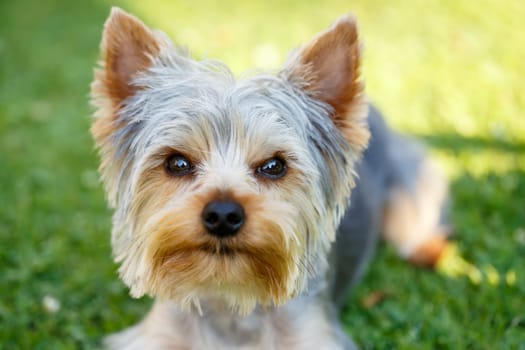Cute small yorkshire terrier on a green lawn outdoor, no people