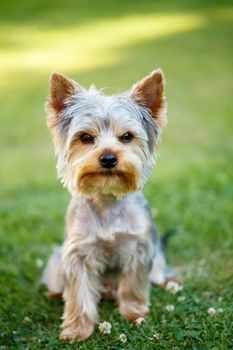Cute small yorkshire terrier on a green lawn outdoor, no people