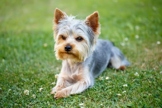 Cute small yorkshire terrier on a green lawn outdoor, no people