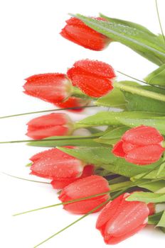 Heap of Eleven Spring Red Tulips with Green Grass and Water Drops closeup on White background