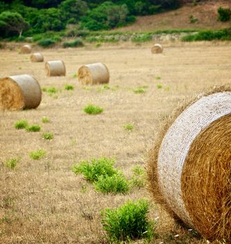 Straw Bales on Farmland with Wheat and Grass in Cloudy Day Outdoors