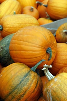 Many pumpkins. Fair of a pumpkin in California