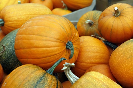 Many pumpkins. Fair of a pumpkin in California