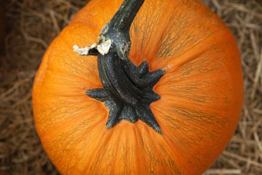 Fair of a pumpkin in California