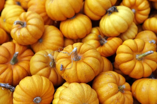 Many pumpkins. Fair of a pumpkin in California