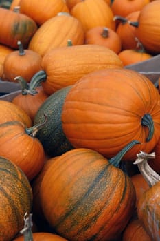 Many pumpkins. Fair of a pumpkin in California