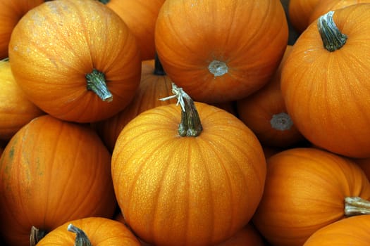 Many pumpkins. Fair of a pumpkin in California