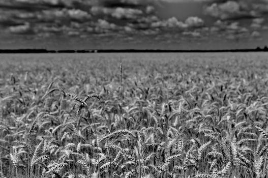 Wheat field in black and white