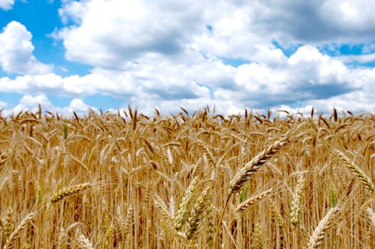 Wheat field with cloudy blue sky