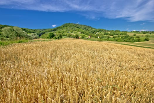 Agricultural landscape wheat field on green hill in Croatia, Prigorje region