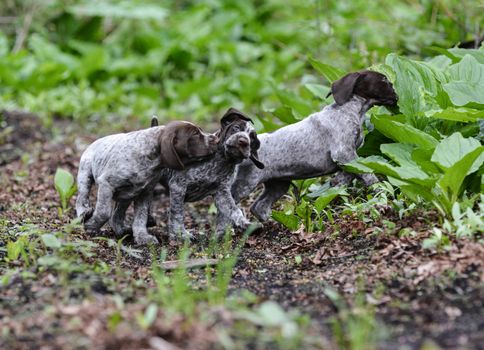 litter of german shorthaired pointer puppies playing outside in the woods