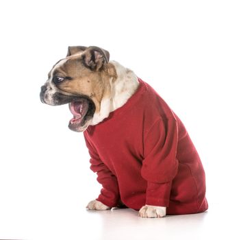 english bulldog puppy with with mouth open as though yelling on white background