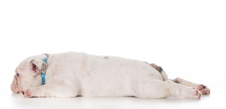 tired english bulldog puppy laying down stretched out on white background