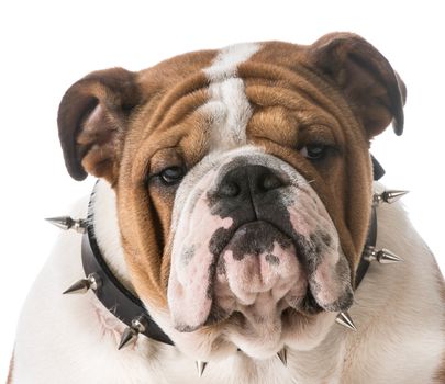 english bulldog puppy wearing spike collar on white background