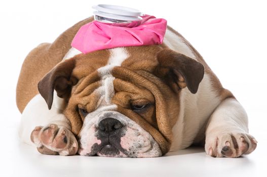 english bulldog puppy with pink water bottle on head on white background