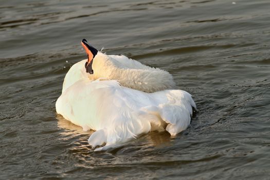 beautiful mute swan (Cygnus olor) playing on water at sunset