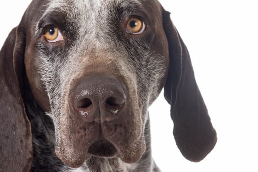 german shorthaired pointer portrait isolated on white background