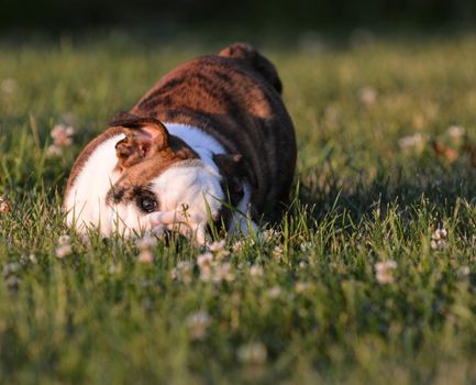 puppy playing outside in the grass