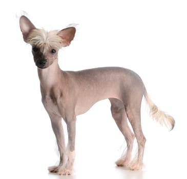 chinese crested puppy looking at viewer on white background