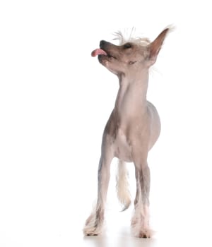 dog sticking out tongue - chinese crested on white background