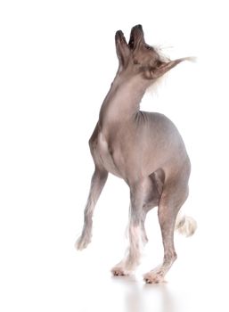 dog barking - chinese crested puppy barking on white background