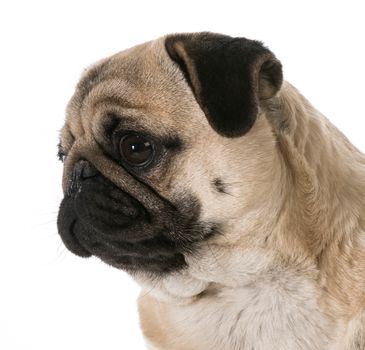 pug head portrait isolated on white background