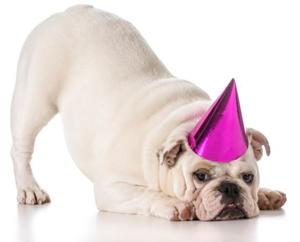 birthday dog - english bulldog wearing birthday hat isolated on white background