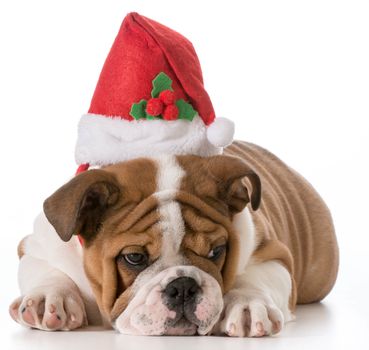 english bulldog puppy wearing christmas hat