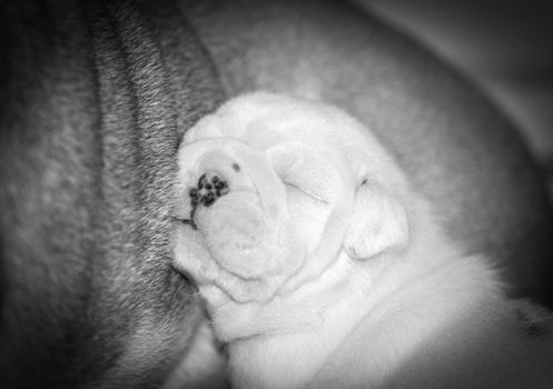 puppy sleeping - three week old bulldog laying with mother