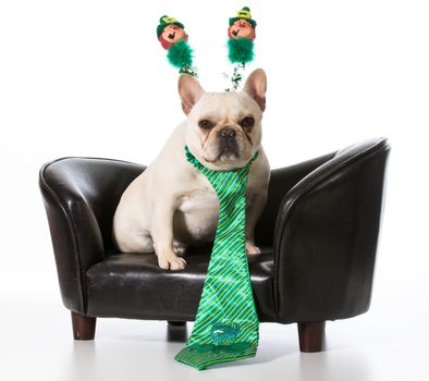 St Patricks Day dog - french bulldog sitting on leather couch
