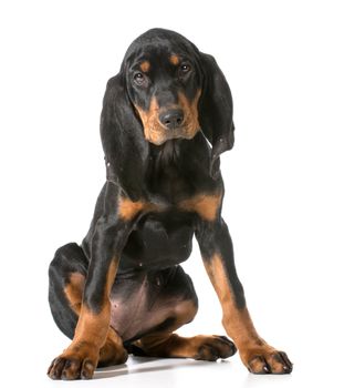 cute puppy - black and tan coonhound sitting looking at viewer