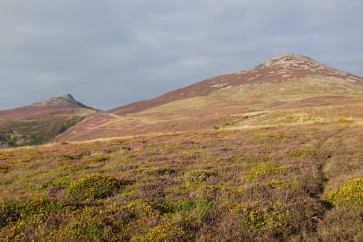 Yellow gorse and purple heather lead to the large peak of Yr Eifl and satelite peak, Lleyn Peninsular, Gwynedd, Wales, UK.