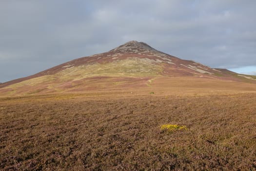 A yellow patch of gorse flowers among purple heather lead to the peak of Yr Eifl, Lleyn Peninsular, Gwynedd, Wales, UK.