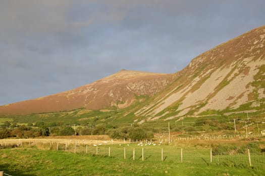 Green fields with fencing and a flock of white geese lead to the heathered peak of Gyrn Goch, Lleyn Peninsular, Gwynedd, Wales, UK.