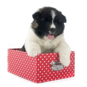 puppy american akita in front of white background