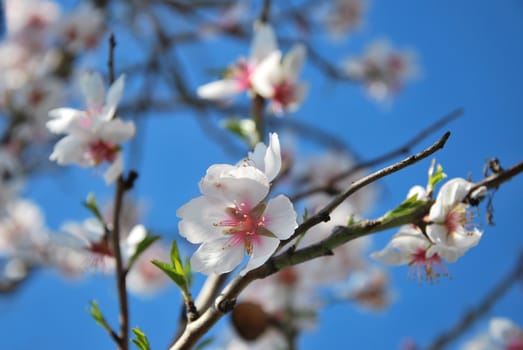 Cherry blossoms on blue sky background