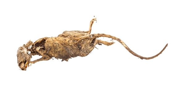 Dried dead body of rat isolated on white background
